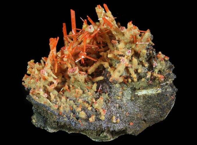 Bright Orange Crocoite Crystals - Tasmania #64341